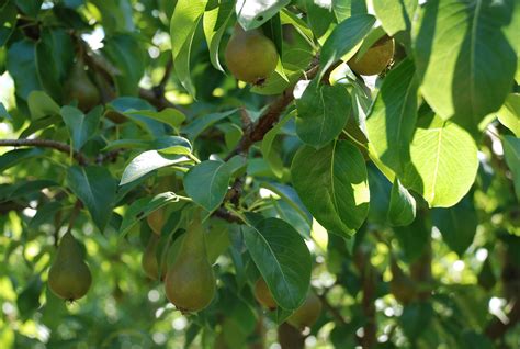 Growing Pear Trees Too Challenging For Southeast Gardeners What