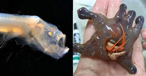 Scientists Discover Bizarre New Deep Sea Creatures