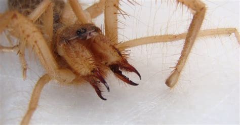 Desert Spiders Bites