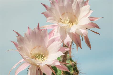 More than 7 queen of the night cactus at pleasant prices up to 24 usd fast and free worldwide shipping! TechnicoFlor dévoile ses parfums « Alter-Eco » 100% d ...