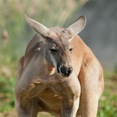Average Male Kangaroo Weight Peepsburghcom