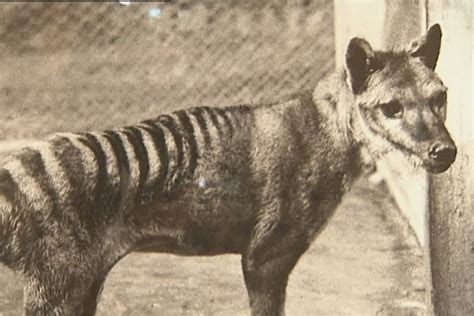 The Tasmanian tiger was declared extinct in the 1930s. - ABC News (Australian Broadcasting 