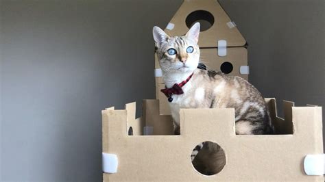 Diy Cardboard Box Homes And Towers For Cats Purrfect Love