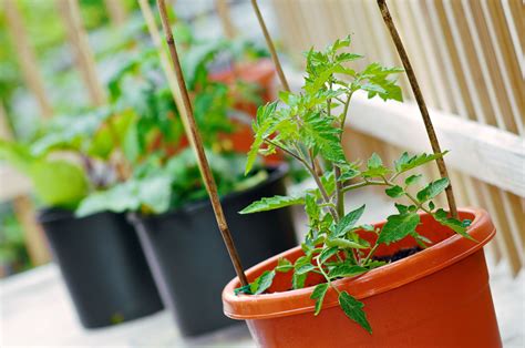 Vegetable Container Gardening For Beginners