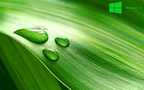 Windows 10 Green Wallpaper Wallpapersafari