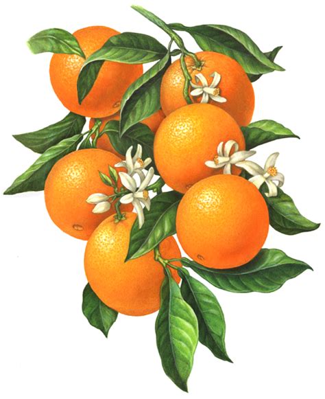 An Orange Branch Illustration Of Six Oranges With Orange Blossoms And