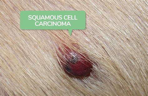 Squamous Cell Carcinoma In Dogs Symptoms And Diagnosis 2022