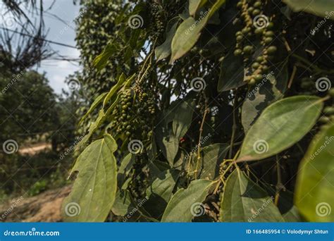 Black Pepper Plants Growing On Plantation In Asia Ripe Green Peppers On A Trees Stock Photo