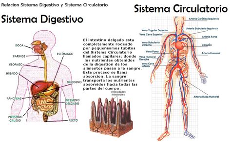 Sistema Digestivo Circulatorio Circulatorio Y Excretor My Xxx Hot Girl