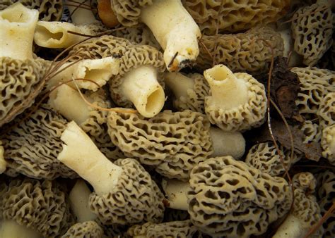 11 Edible Mushrooms In The Us And How To Tell Theyre Not Toxic
