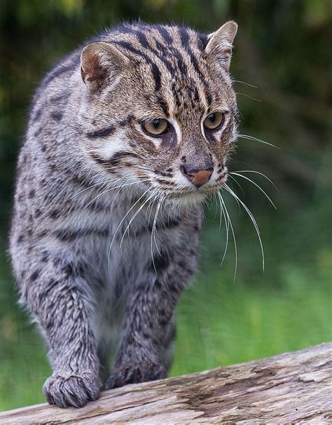 It is an endangered species, because the wild population probably comprises fewer than 2,500 mature individuals, with small subpopulations of no more than 250 adults. 51 best Genus Prionailurus (Fishing Cat, Leopard Cat ...