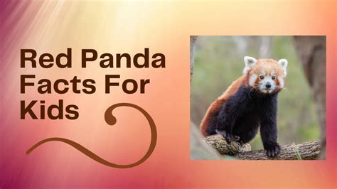 Red Panda Facts For Kids Youtube