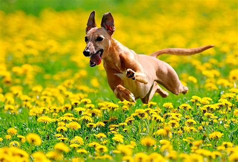 When it's your loved one's pet's birthday, send a wish across to. Dogs Who Couldn't Be More Delighted That Spring Is Here ...