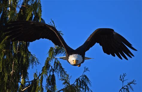 Eagle Swoop 7425 Explored Chuck Hilliard Flickr