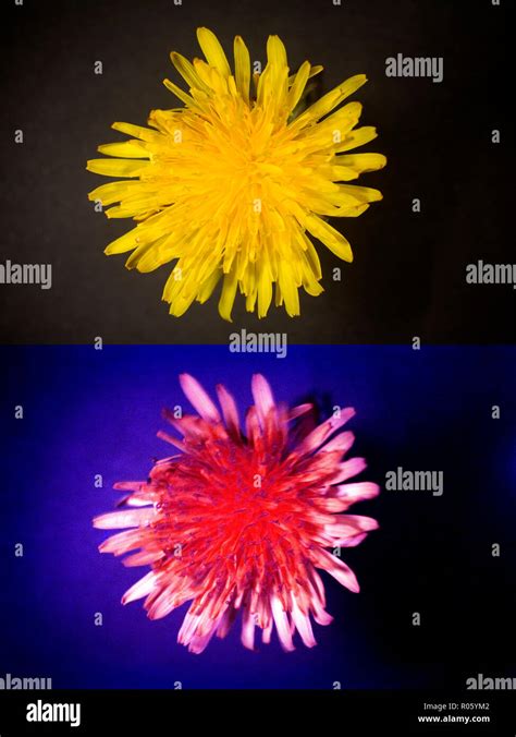 Uv Light Flower Stock Photos And Uv Light Flower Stock Images Alamy