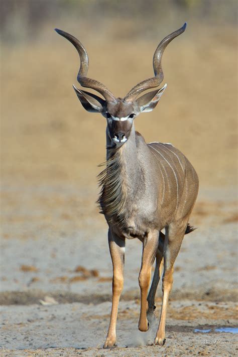 Free Photo Young Kudu Africa Picture Maroon Free Download Jooinn