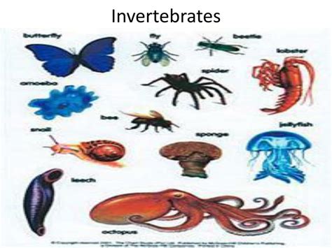 Ppt Invertebrates Powerpoint Presentation Free Download Id2439590