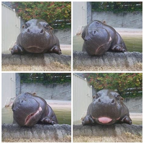 Hippo Photo Shoot Lächelnde Tiere Nette Lustige Tiere Süßeste Haustiere