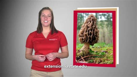 Isu Extension And Outreach Offers Morel Mushroom Certification