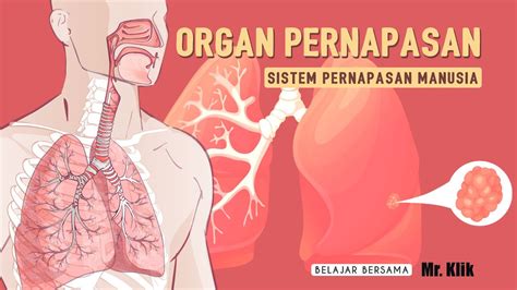 Sistem Pernapasan Manusia Organ Pernapasan Youtube