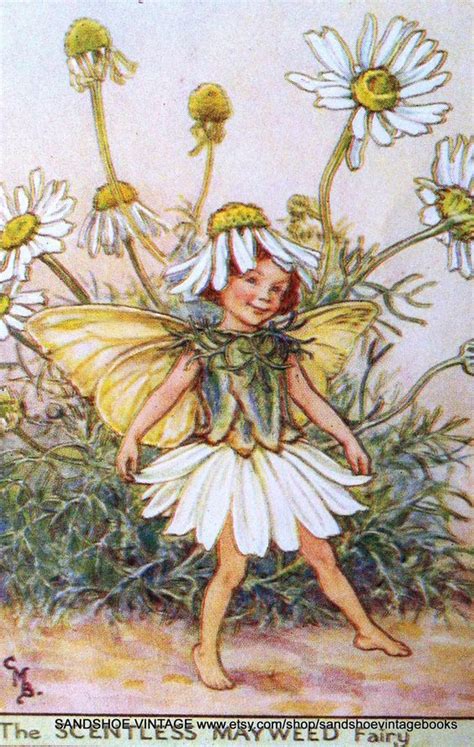 Cicely Mary Barker The Scentless Mayweed Fairy Fairy Artwork Fairy