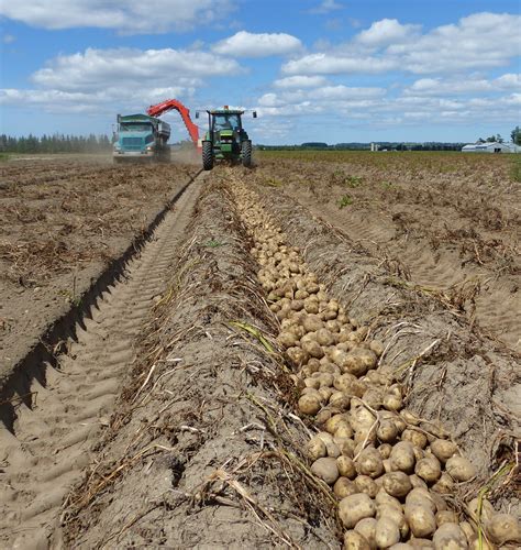 Ten Tips For A Tip Top Harvest Potatoes In Canadapotatoes In Canada