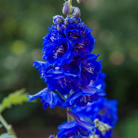 Blue Perennials My Chicago Botanic Garden