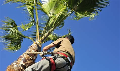 Learn How To Trim A Palm Tree In Four Simple Steps