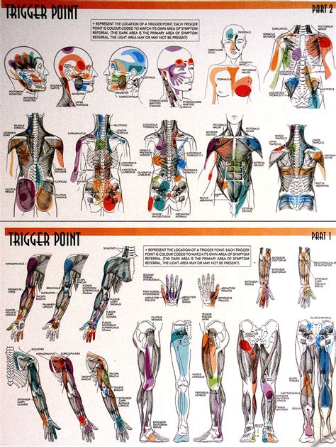 Printable Trigger Point Chart
