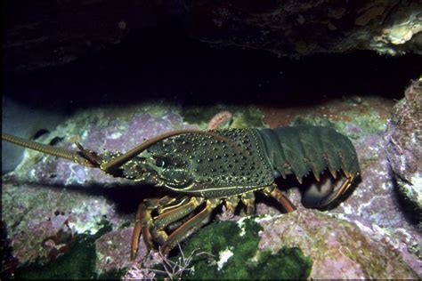 Secrets Of Nzs Bizarre Sea Creatures Revealed New