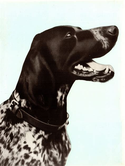 1930s Antique German Shorthaired Pointer Print Cottage Lodge Home