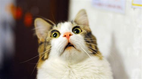 Create Meme Meme Surprised Cat Funny Cats Cat In Shock Pictures