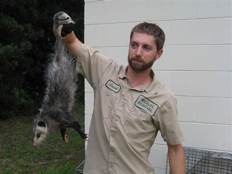 Wildlife Photograph Holding An Opossum By The Tail