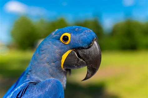 Hyacinth Macaw Anodorhynchus Hyacinthinus Blue Parrot Portrait Of