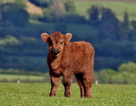 Baby Cow HD