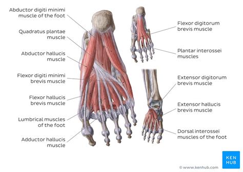 Foot Muscle Plantar Arch Anatomy