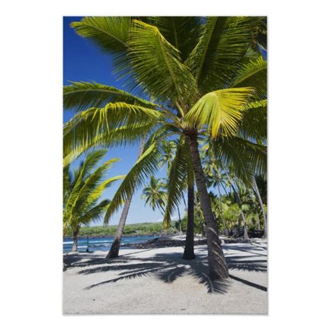 Palm Trees Posters And Prints Zazzle