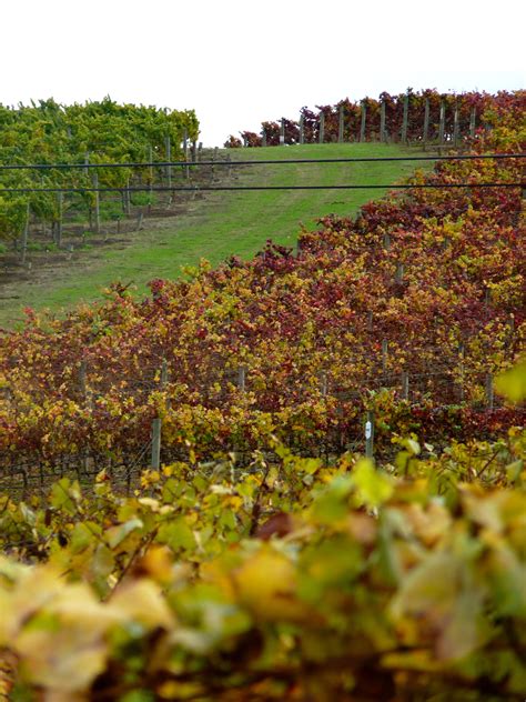 Autumn Vineyard Vineyard Farmland Outdoor