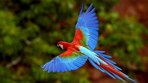Macaws Birds Animals Nature Wildlife Wallpapers Hd Desktop And