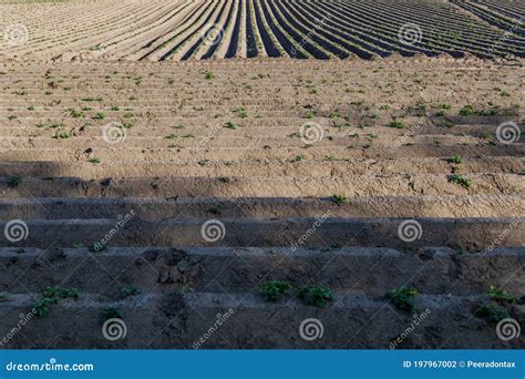Soil Mound Preparing Soil For Agricultural Field Stock Photo Image