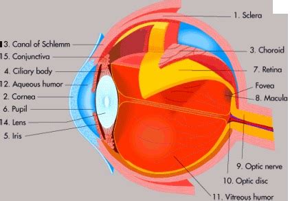 Bentuk organ mata yang lengkap berupa bulat. Organ Mata Manusia | Bagian Mata Dan Fungsinya