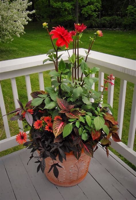 Container Garden Full Sun Full Sun Container Plants Container Roses