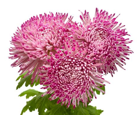 Pink Bouquet Chrysanthemum Flower Isolated On White Stock Image Image