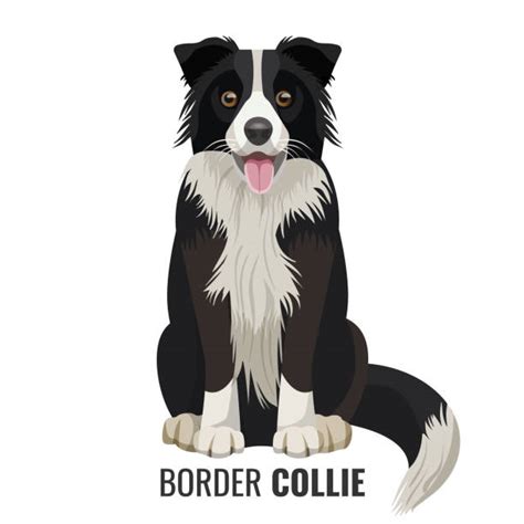 Collie Illustrations Royalty Free Vector Graphics And Clip Art Istock