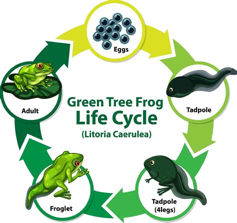 Diagram Showing Life Cycle Of Frog 1928987 Vector Art At Vecteezy