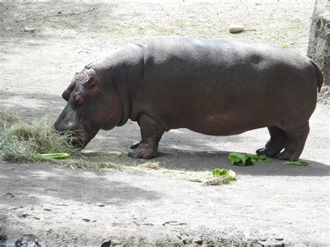Hippopotamus Zoochat