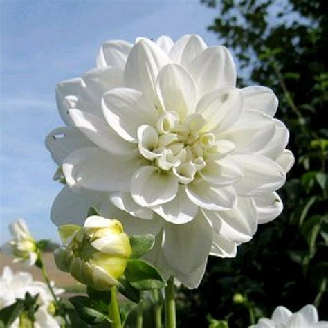 Jom belajar hari ini ialah sulaman reben bunga kekwa (chrysanthemum). Gambar Bunga Dahlia Putih - Koleksi Gambar Bunga