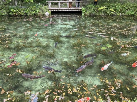 ブームから7年、モネの池の今。 勝手に岐阜県観光大使
