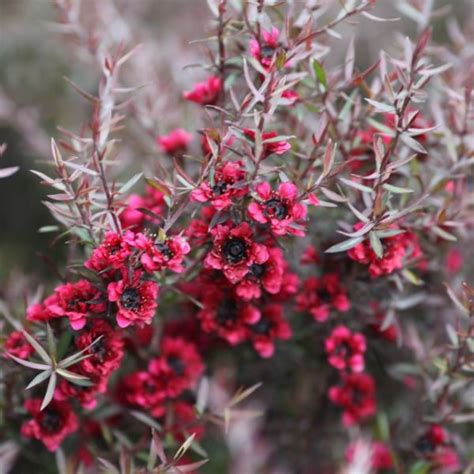 We did not find results for: Buy New Zealand tea tree Leptospermum scoparium Red Damask ...