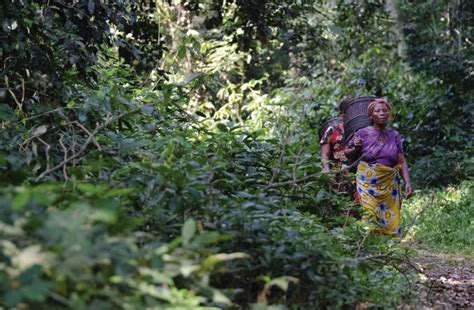 Forêt Du Bassin Du Congo Comment Sauver Le Dernier Poumon Vert De La Planète